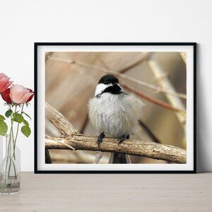 8x10 Chickadee Cute Fluffy Bird‎ Oil Painting Photography Print